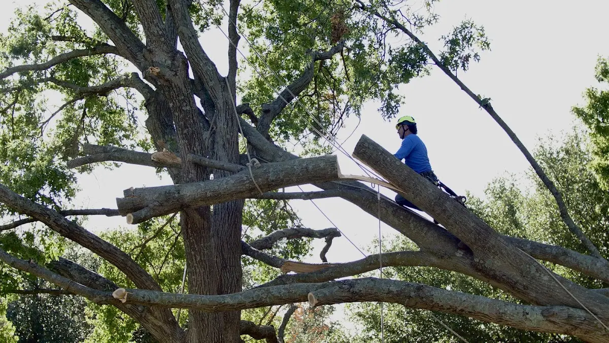 Professional Crown Thinning performed by certified arborists in Macclesfield